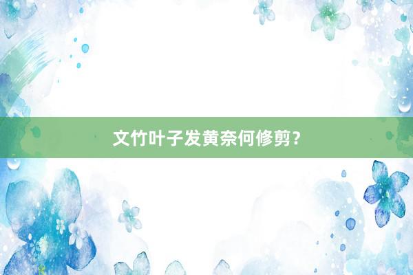 文竹叶子发黄奈何修剪？